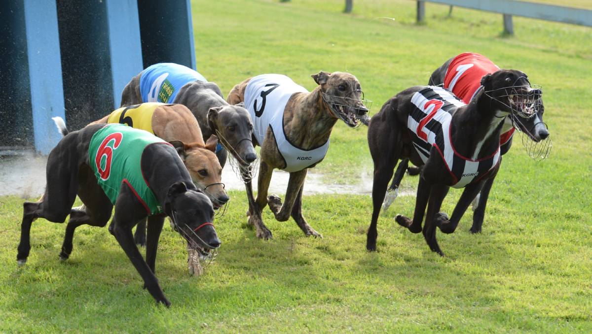 Donegal dog racing betting flashbangs csgo betting